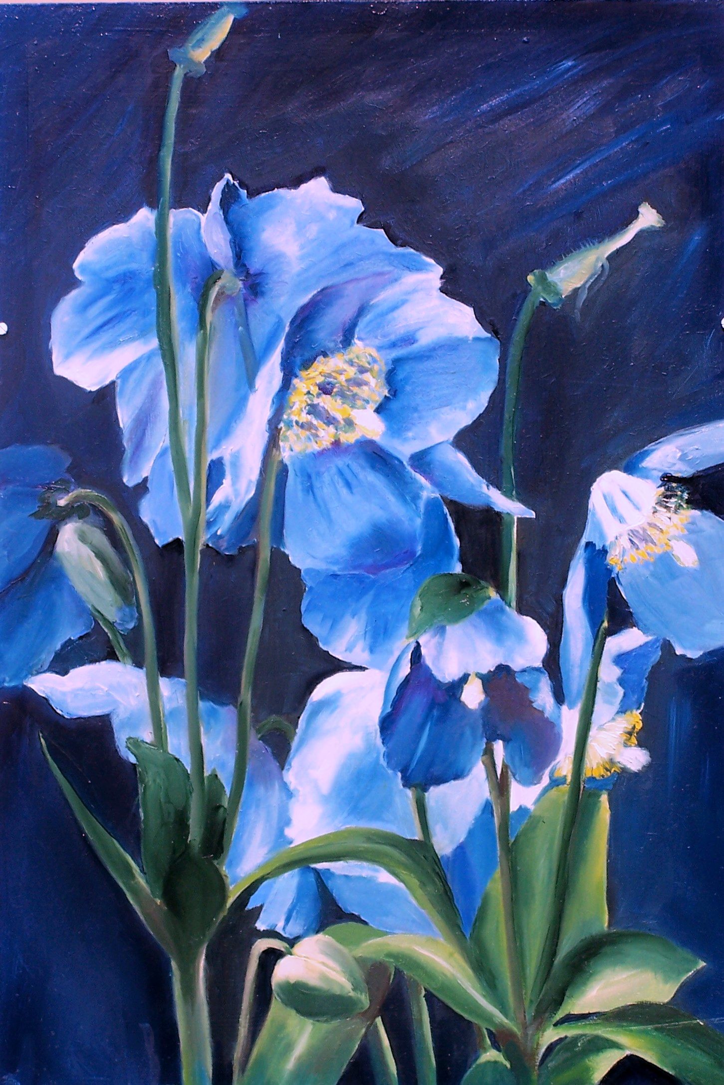 tibetan blue poppies,16x24, 2006